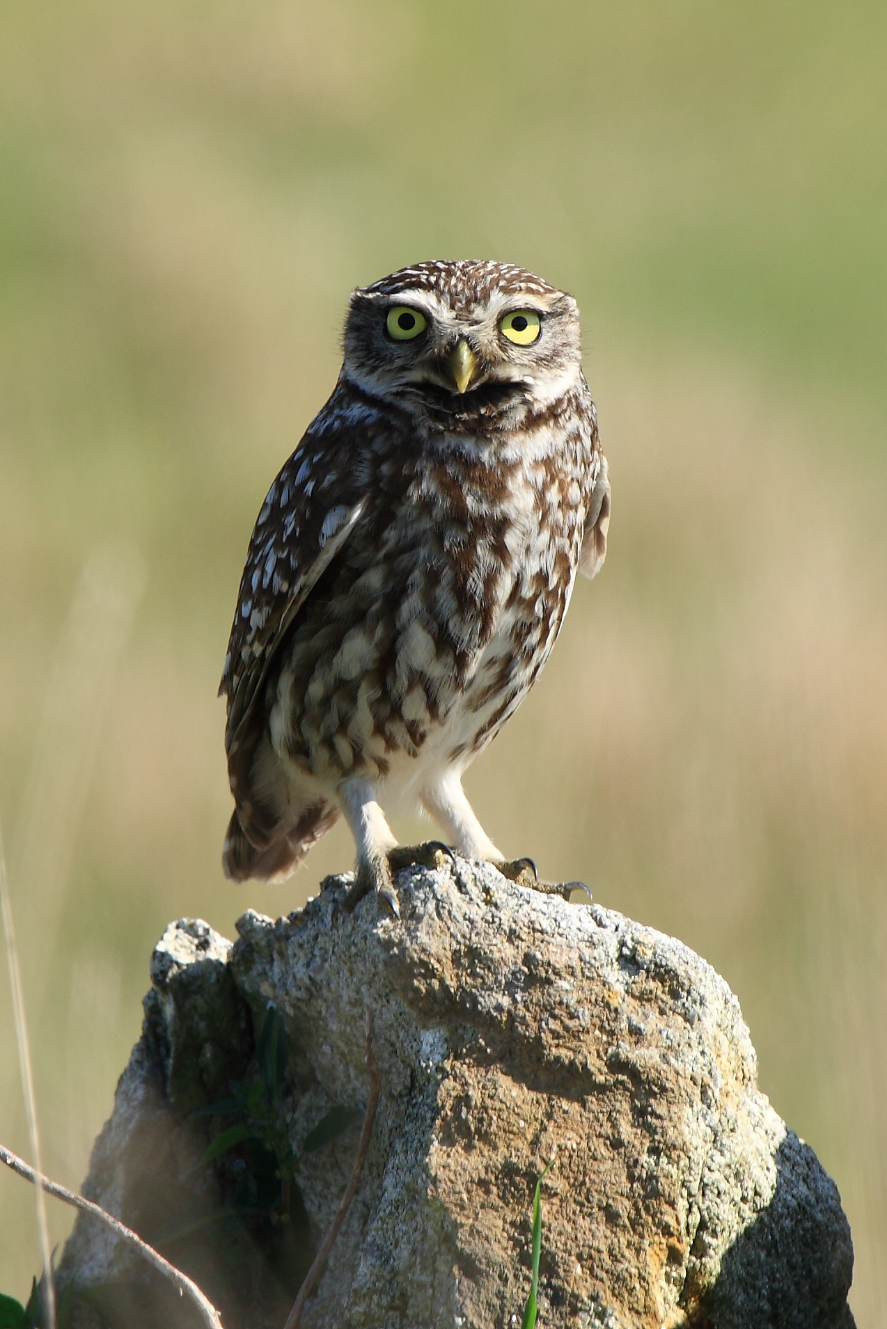 【未使用品】 little owl Little Owl - brought to Britain and flourished, but now in danger